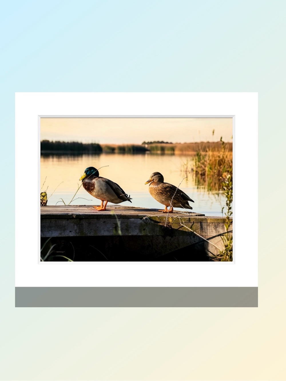 Matted Mallard Ducks Photo Print - Sunset Lake Scene by Joy M Holder